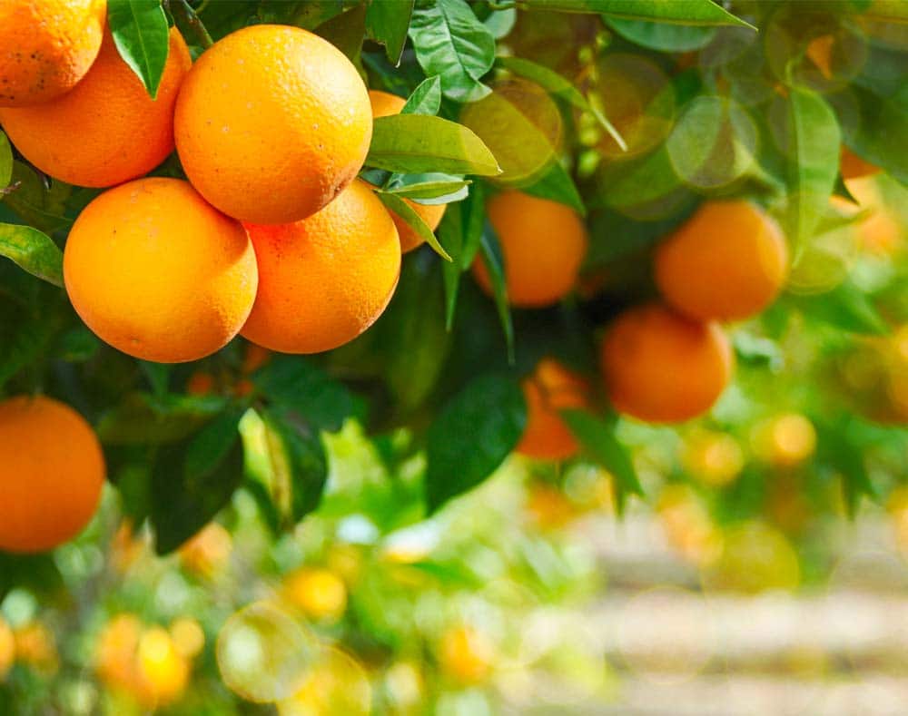 oranges growing on tree