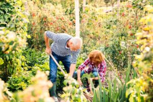 A man shoveling while a woman crouches down and plants in a garden