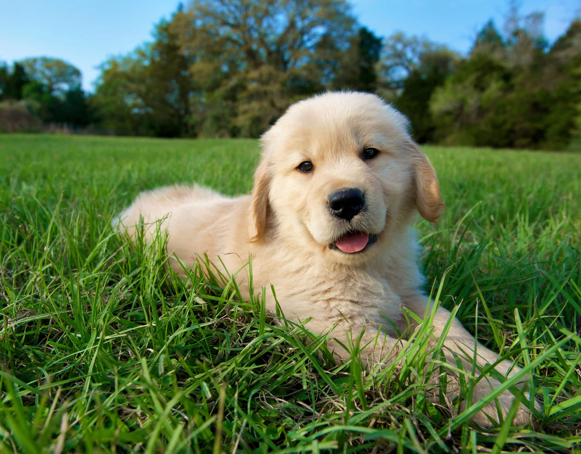 A golden retreiver puppy with grass at a Sunstone Lakeside park, a Wellen Park residential community